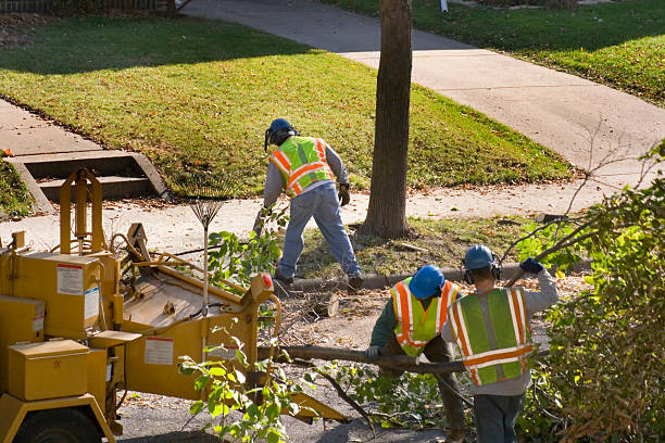 Best Utility Line Clearance  in Ripon, CA